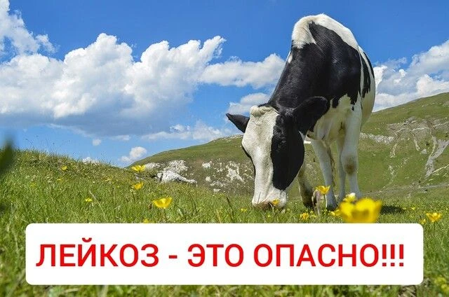 ОСТОРОЖНО Лейкоз крупного рогатого скота