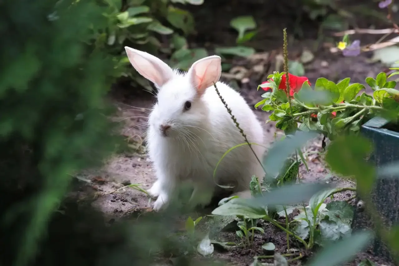 🐇 Ничего необычного, просто кролик пасется на улице Звездинка