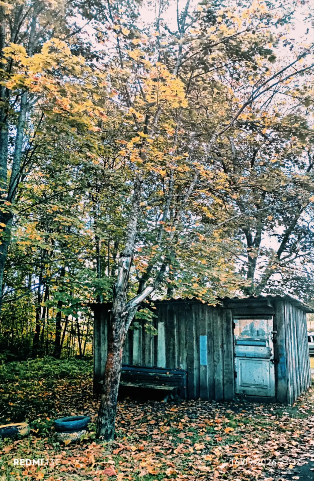 📸 И вновь осенняя красота природы нашего дома социального обслуживания в фотографиях А...