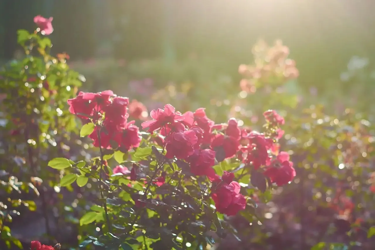 СОВСЕМ СКОРО НАЧНУТСЯ ЧУДЕСА…🌹