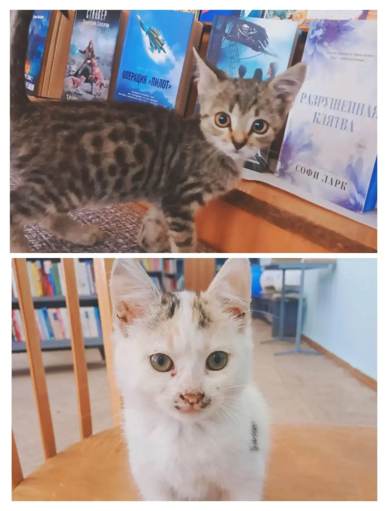 🐾 В Центральной библиотеке посёлка Венцы случилось маленькое чудо — к нам приблудились...