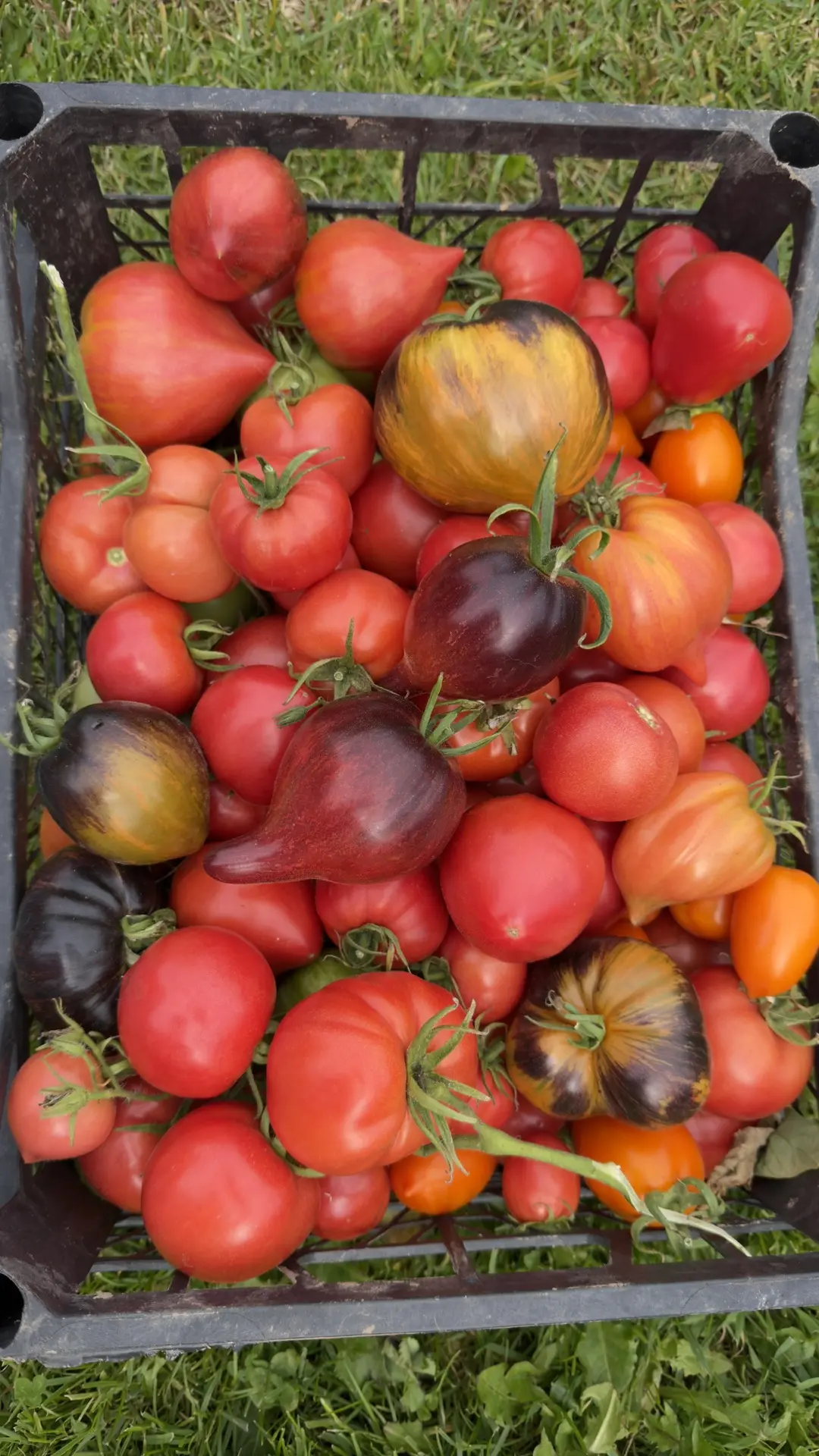 Томатные зарисовки🍅