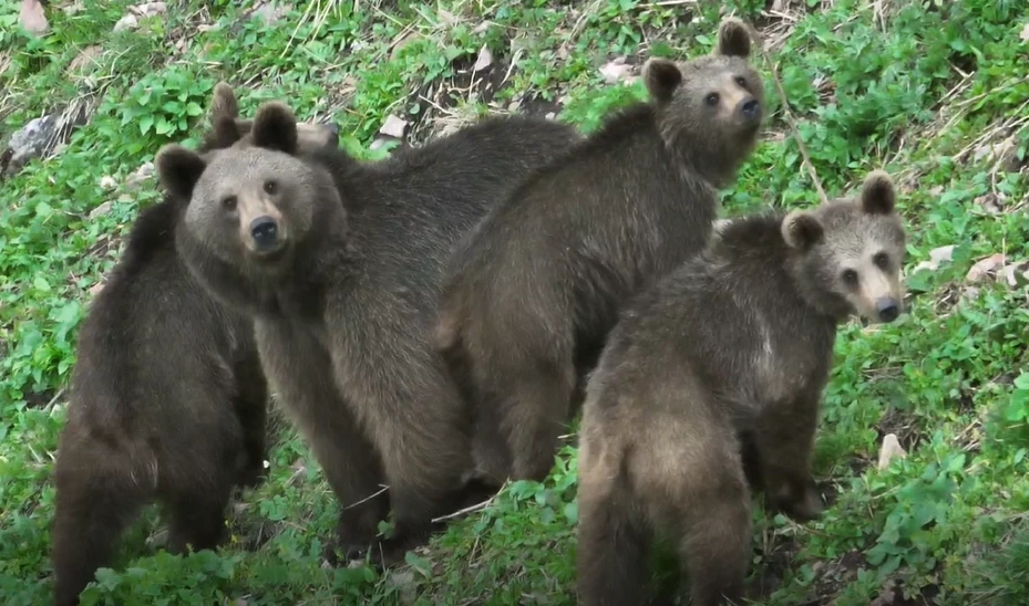 🐻 Сибирских медведей будут подкармливать кубанским зерном