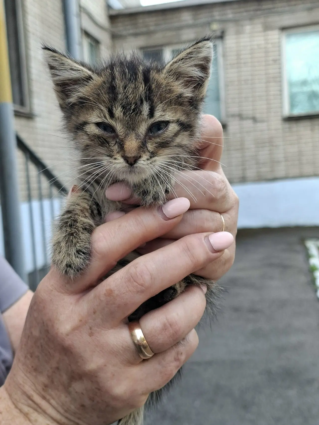 Отдам котят в добрые руки. Мальчик и две девочки. Котятам 1,5 месяца, ищут семью, подбр...