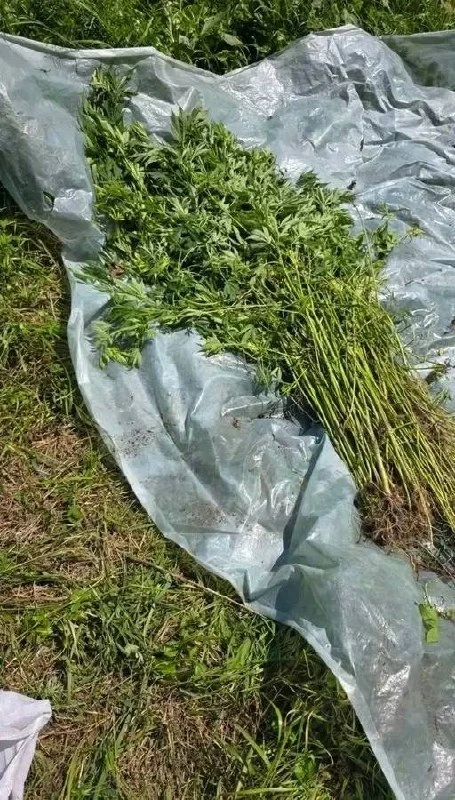 🌿🤯 В Приморье у местного наркоагрария на участке изъяли 1673 куста конопли 

В селе Астраханка Хан