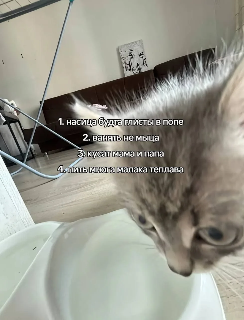В соц. сетях нашли расписание твоего кота: