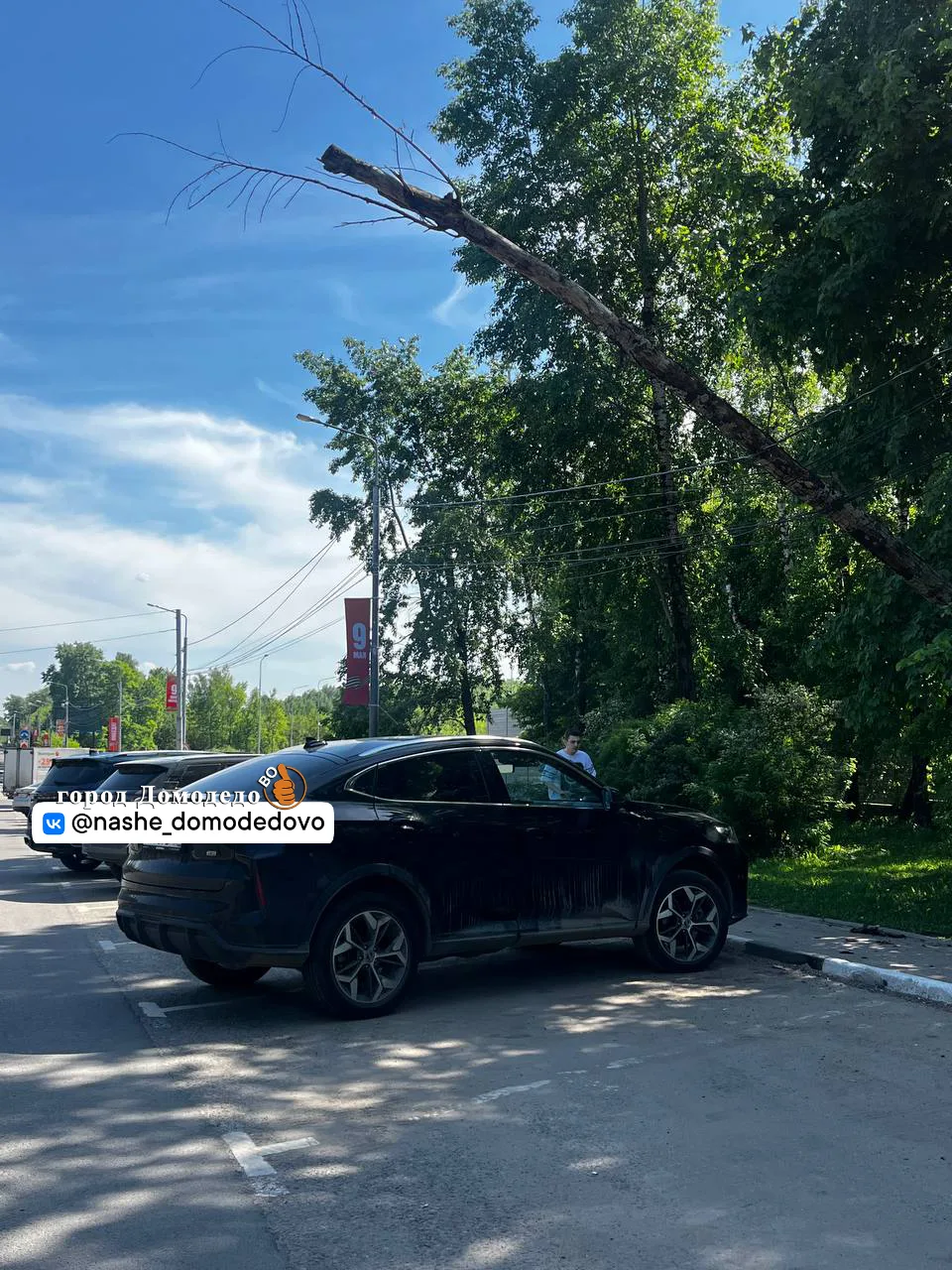 Напротив парка елочки, дерево упало на провода, и провод на остановке висит  Прислали нашему боту t.