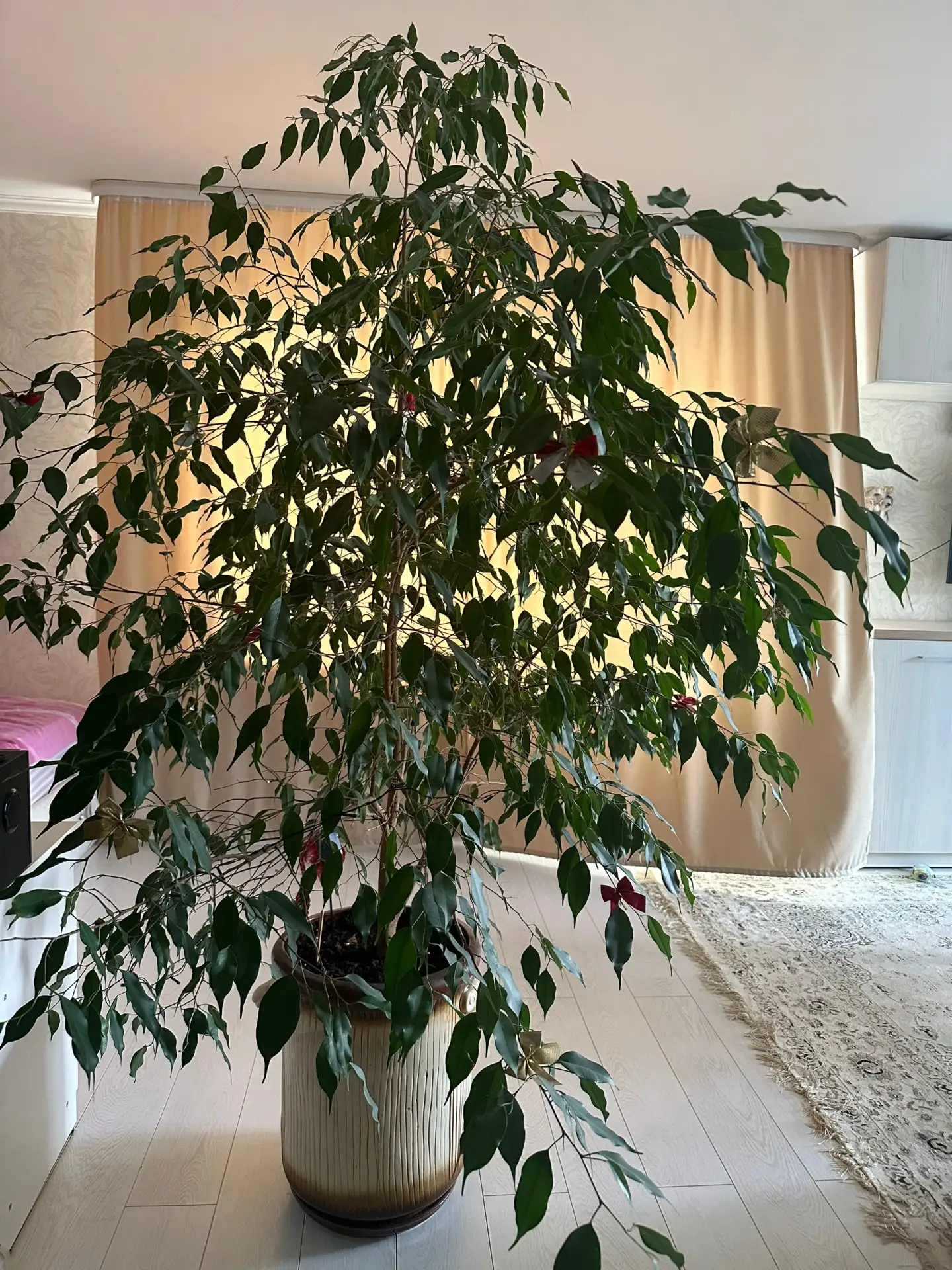 Продам фикус Бенджамен, высота 2 м
Тел 89048667121

Источник: Открыть