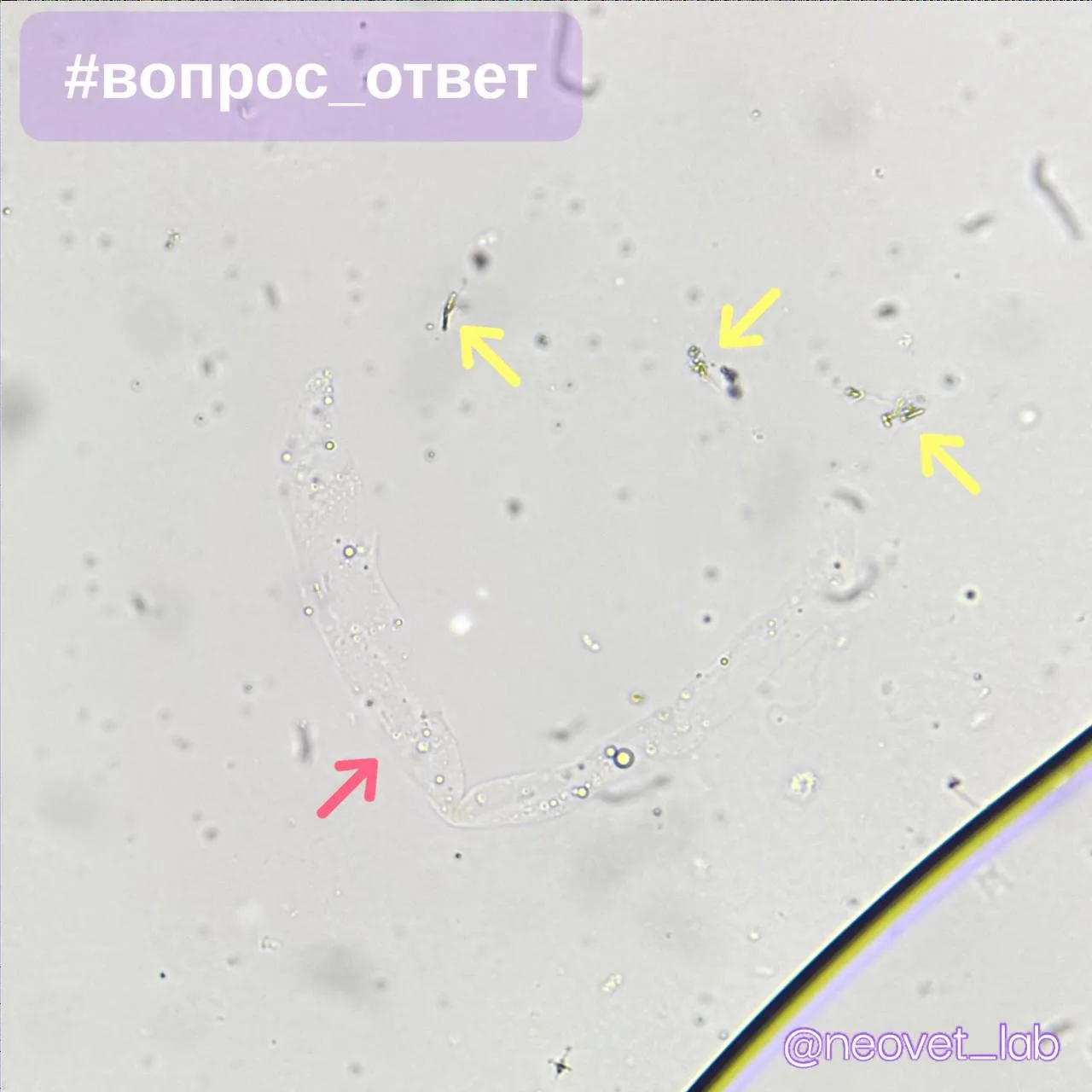 Правильный ответ: 1️⃣