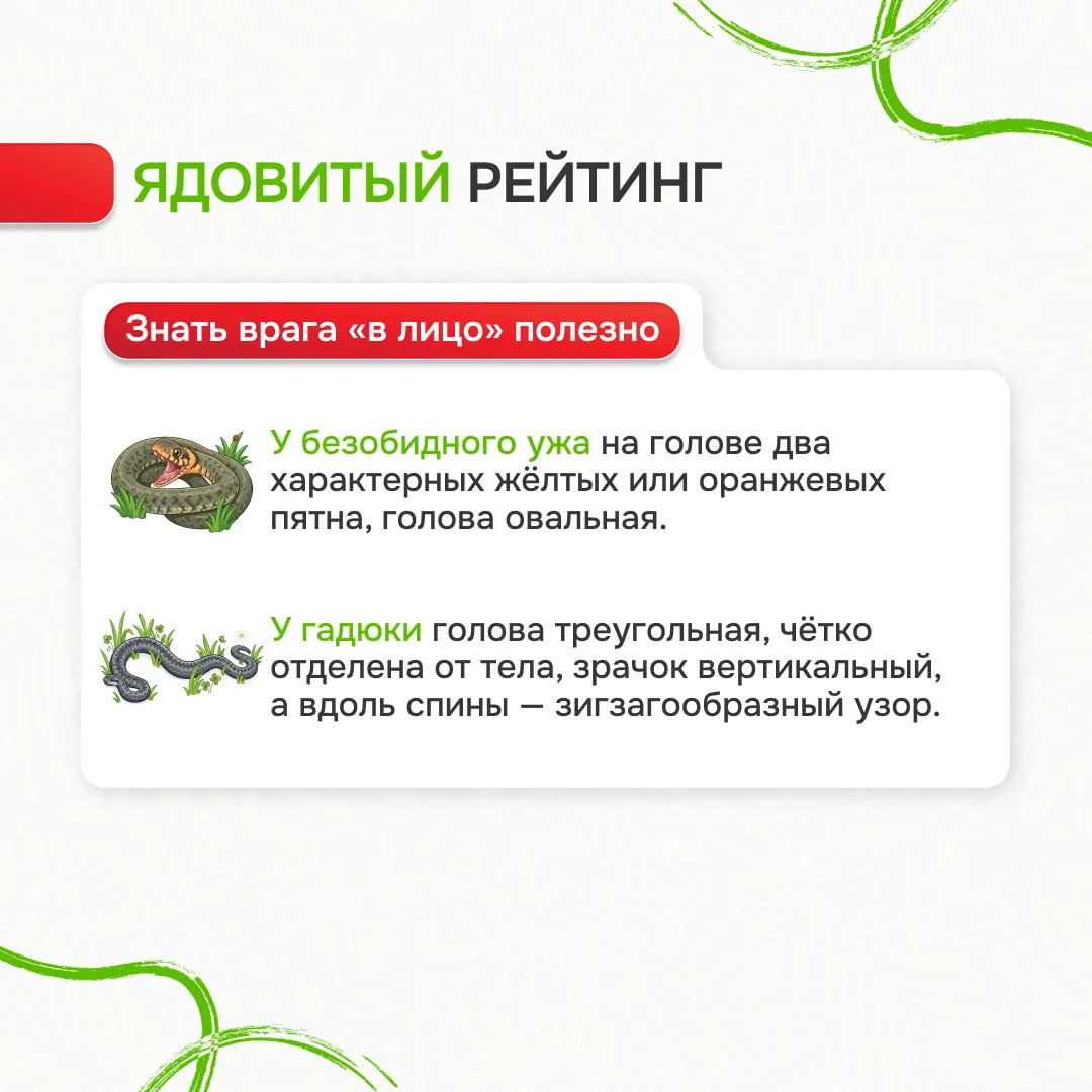Памятка «Лес без происшествий»: Ваш гид по безопасному отдыху на природе Лес – это удивительное мест