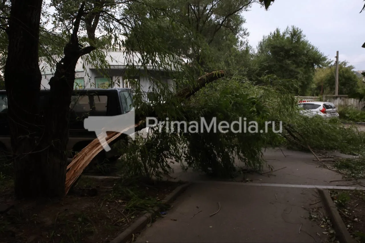 Ветер до 26 м/с обрушился во Владивосток — с улиц вывозят поваленные деревья
