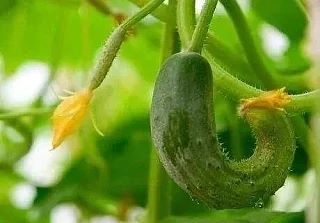 Чего не хватает огурцам 🥒