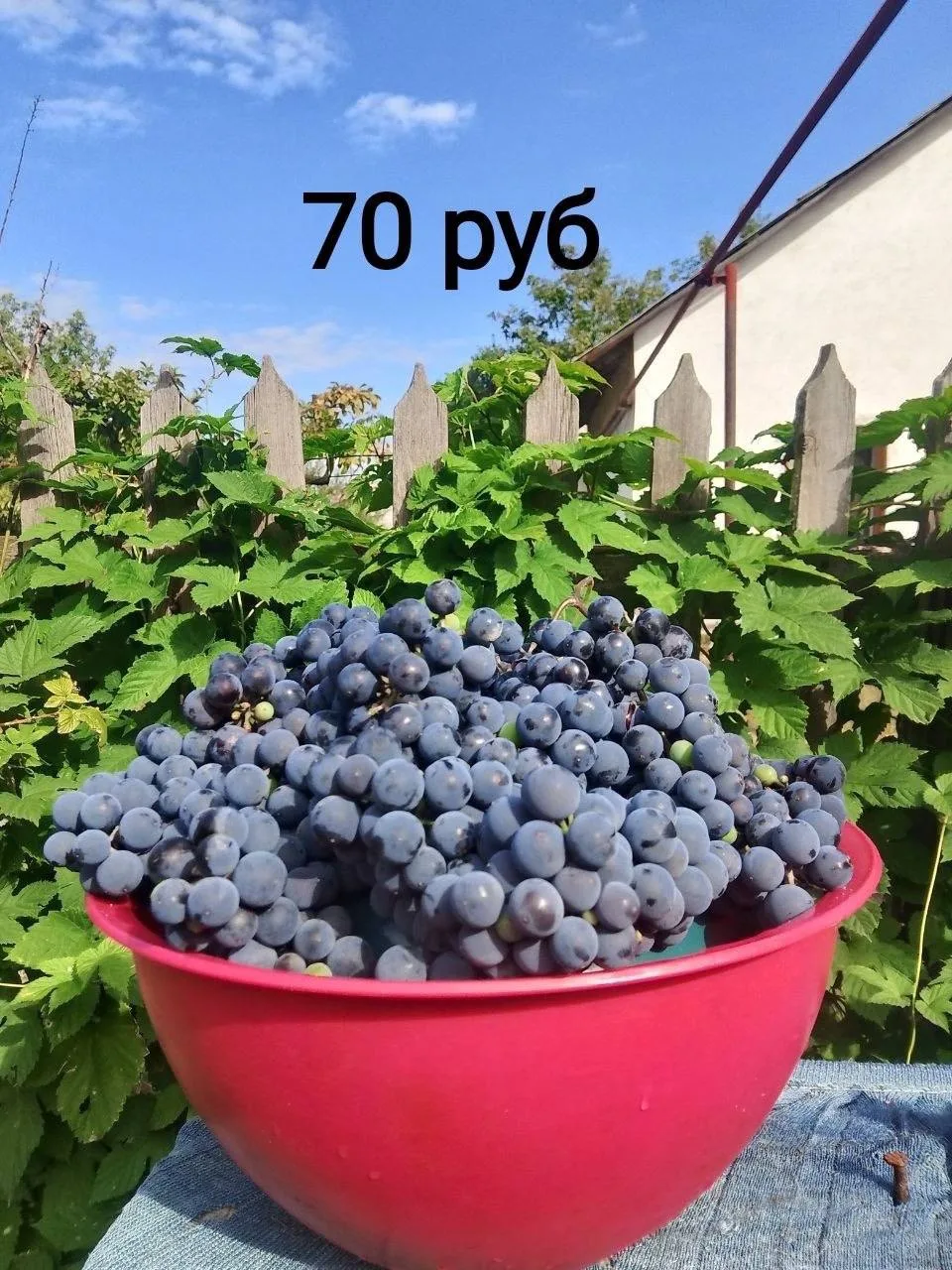 Виноград Изабелла 70₽/кг.
