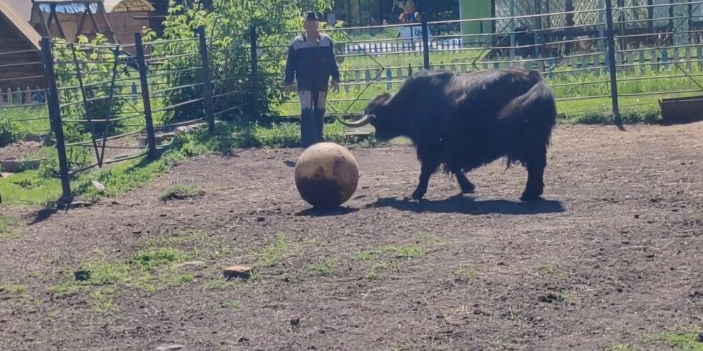 В Большереченском зоопарке як Гром гоняет мяч ⚽🐂
Мохнатый футболист никому не даёт прикасаться к св