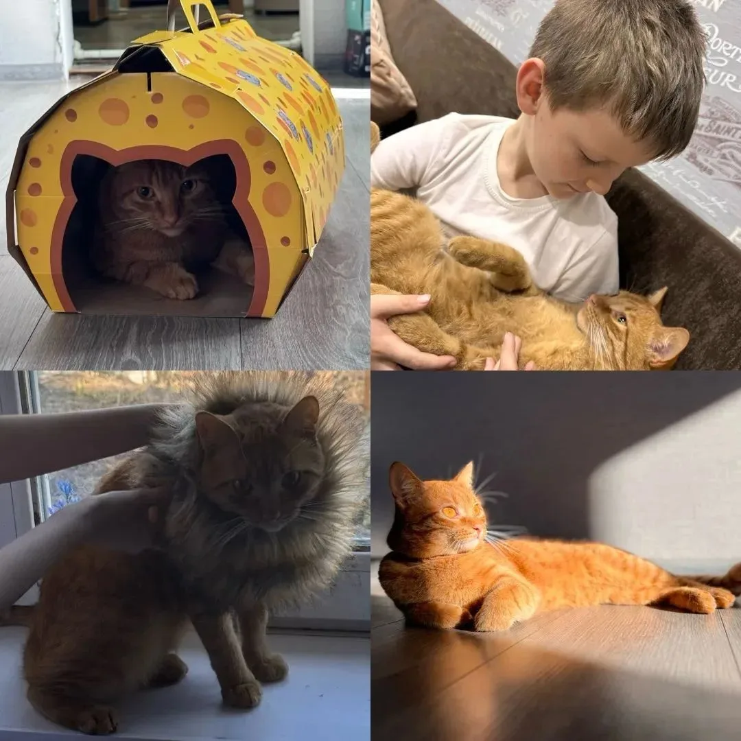 🐈‍⬛🐕Акция «Моё сердце — их защита».