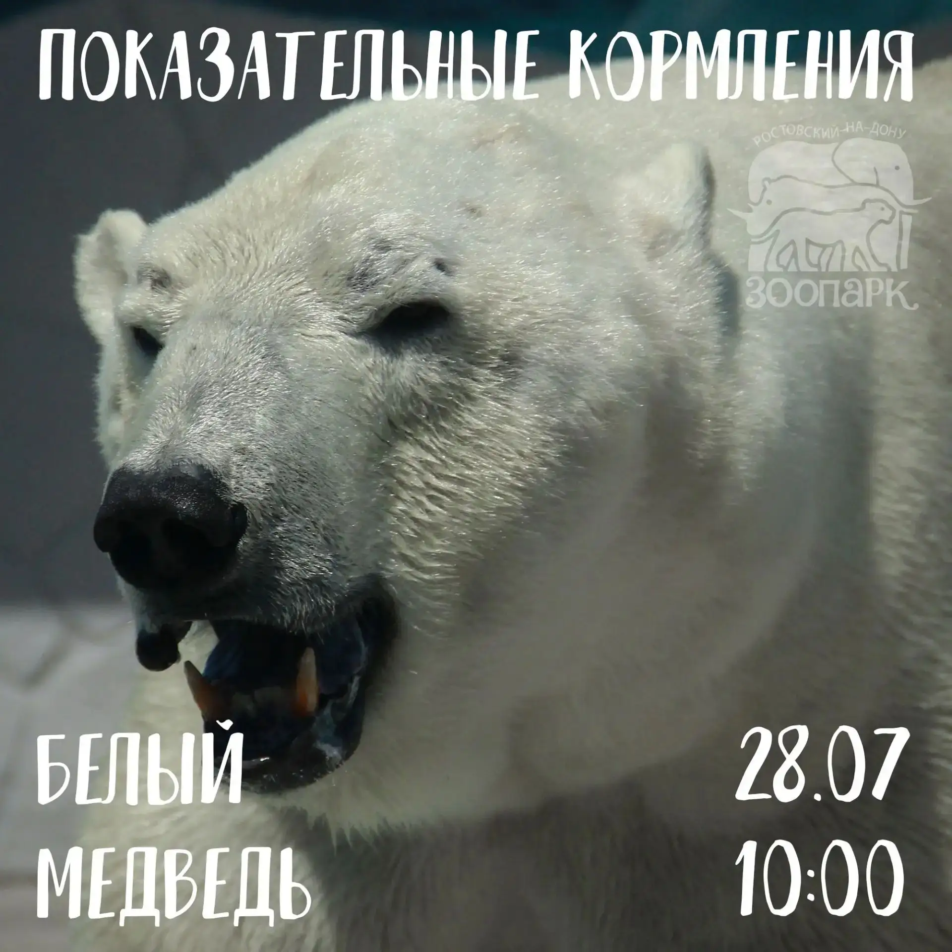 💥 В зоопарке объявляется охота!
🐻‍❄️ Белый медведь — это 700 кг мышц, арктического хладнокровия и 