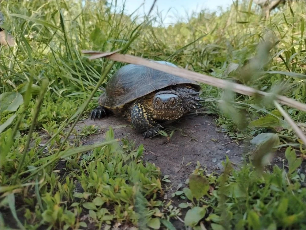 🐢 Эту смелую путешественницу заметили прямо на оживлённой трассе. Скорее всего, она ис...