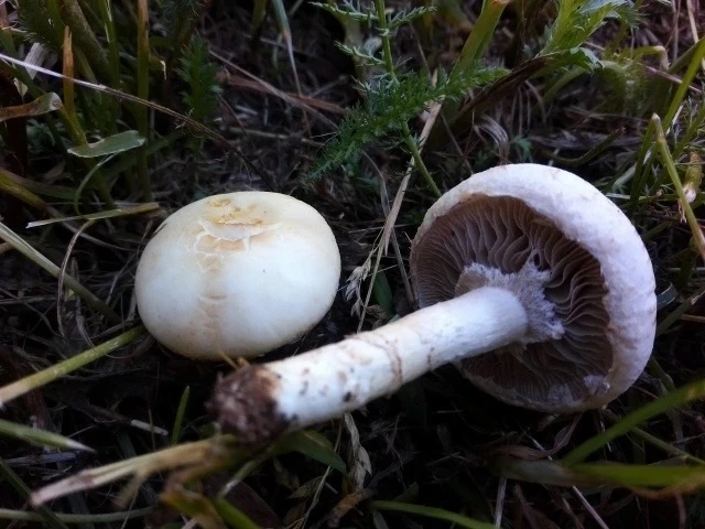⚕ ДОСЬЕ: строфария черносеменная, черноспоровая (Stropharia melanosperma, (Bull.) Gillet, 1878) 

Ре