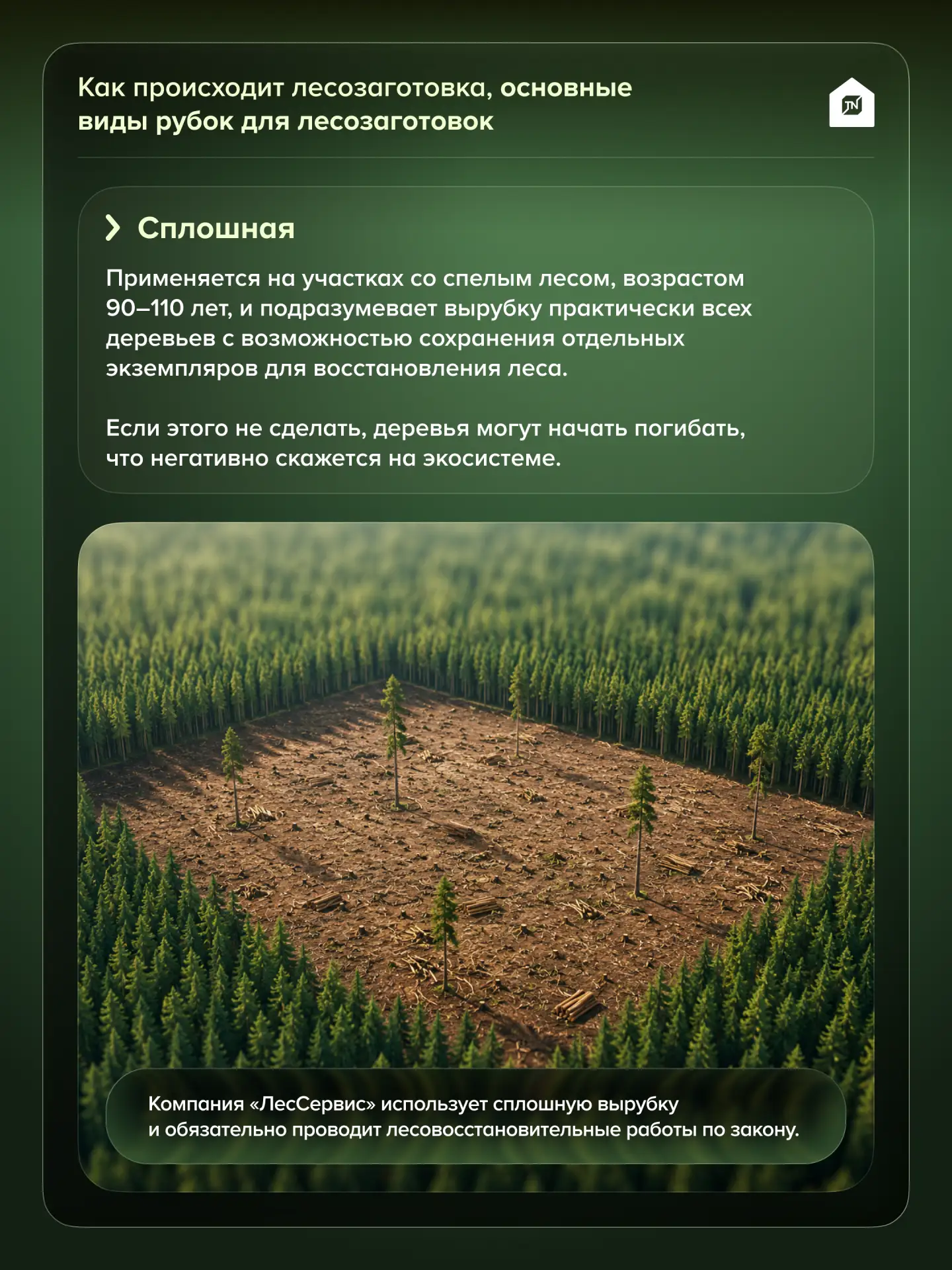 🏠Как происходит лесозаготовка: когда и как пилят лес? 

Возможно, вы никогда не задумывались о проц