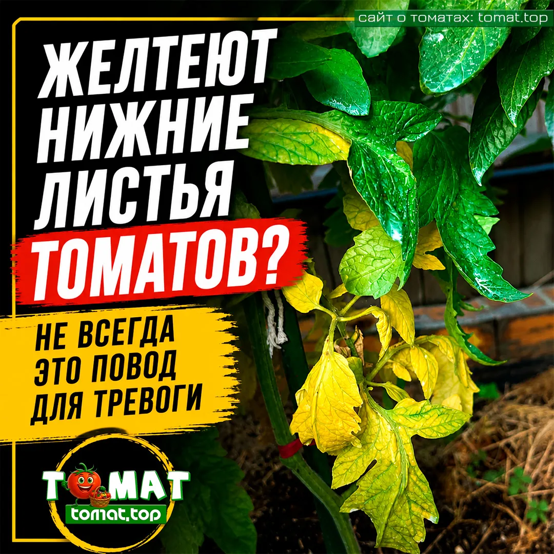 🍅 Желтеют нижние листья томатов? Не всегда это повод для тревоги