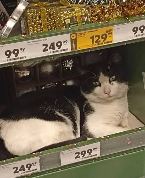 😊 Шерстяной следит за порядком в магазине