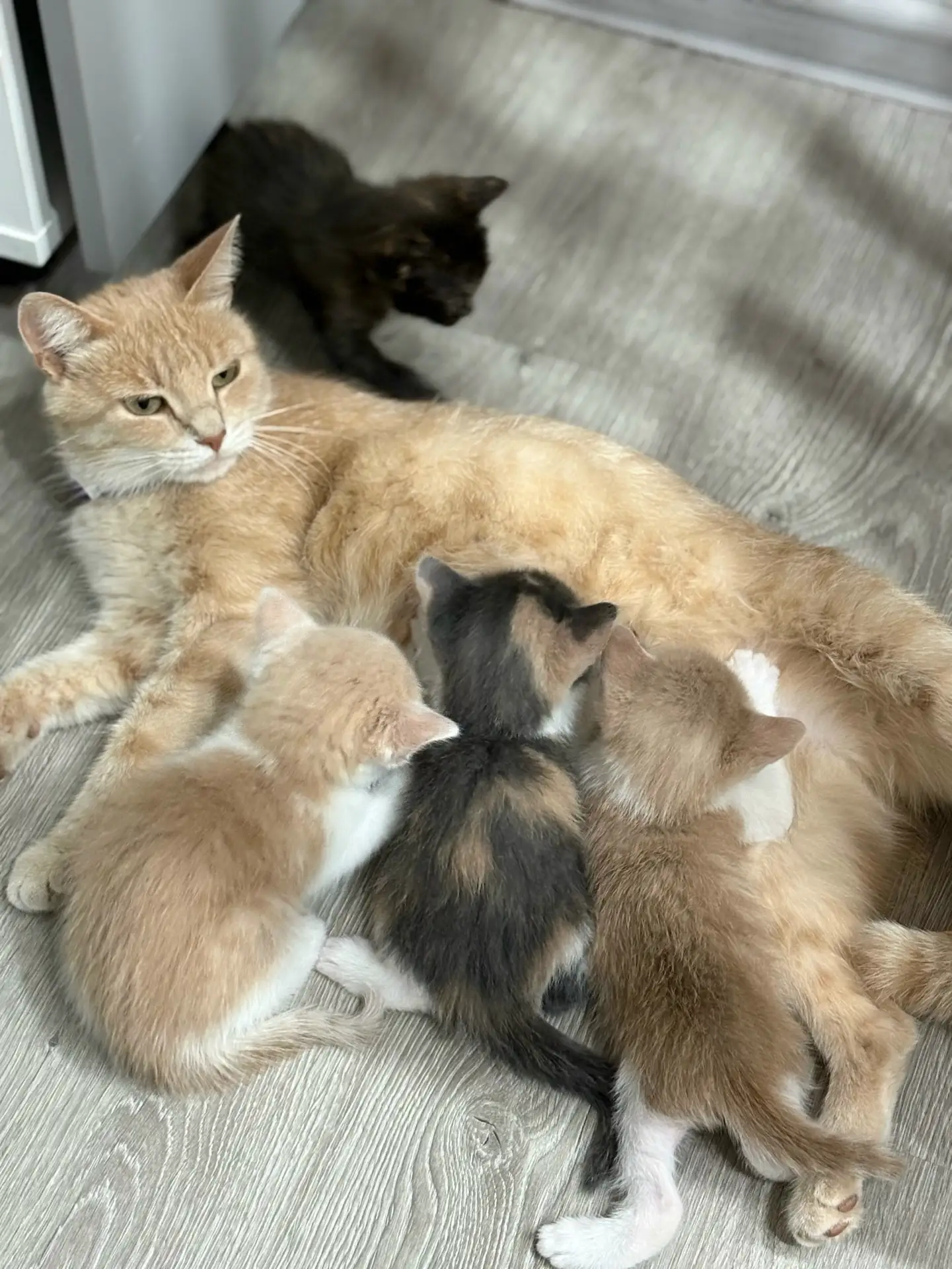 Малыши ищут дом и любящих хозяев!😍🥰🐱🐣