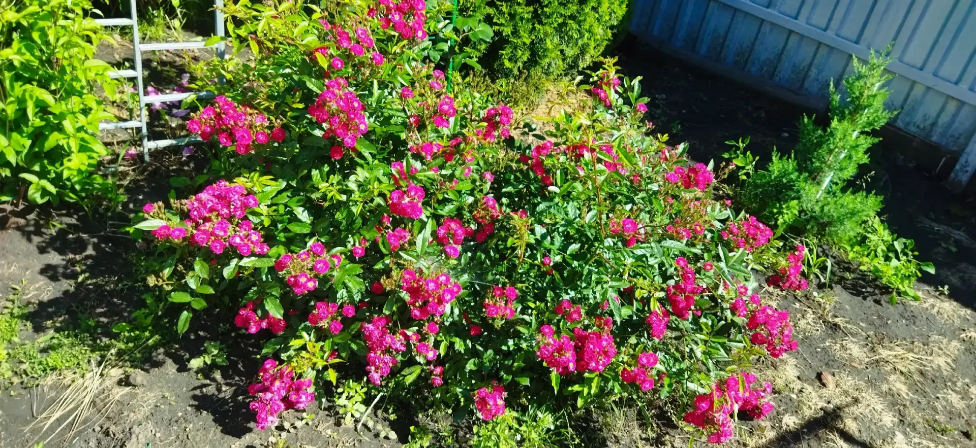 🌺 Микрорайон Солнечный радует зеленью

Татьяна Шкунова показала, как преобразился палисадник у её д