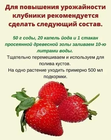 🍓 Как повысить урожайность клубники: проверенный рецепт подкормки!