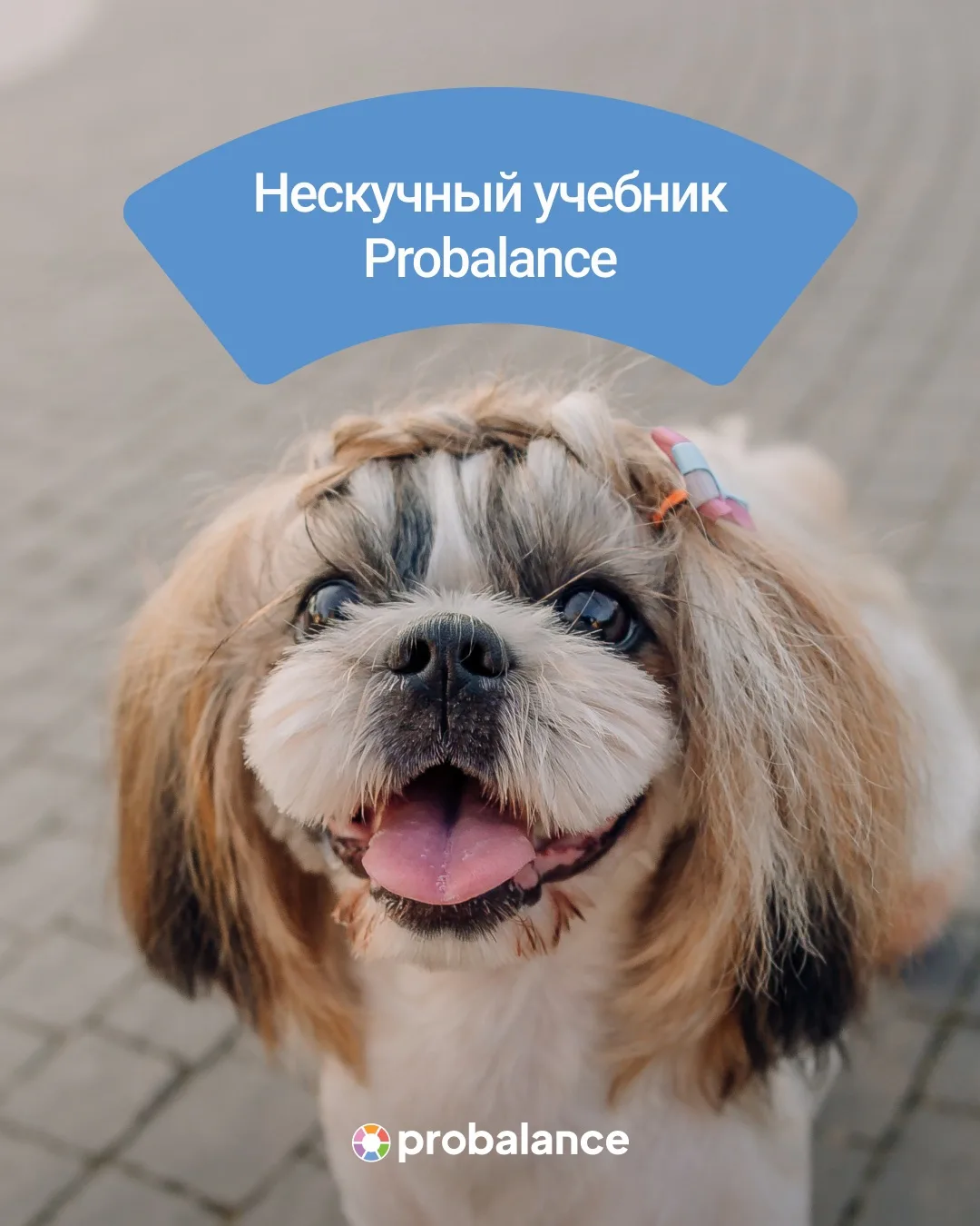 Нескучный учебник Probalance 🤗

Открываем новую главу: ши-тцу — маленький лев с добрейшим сердцем.
