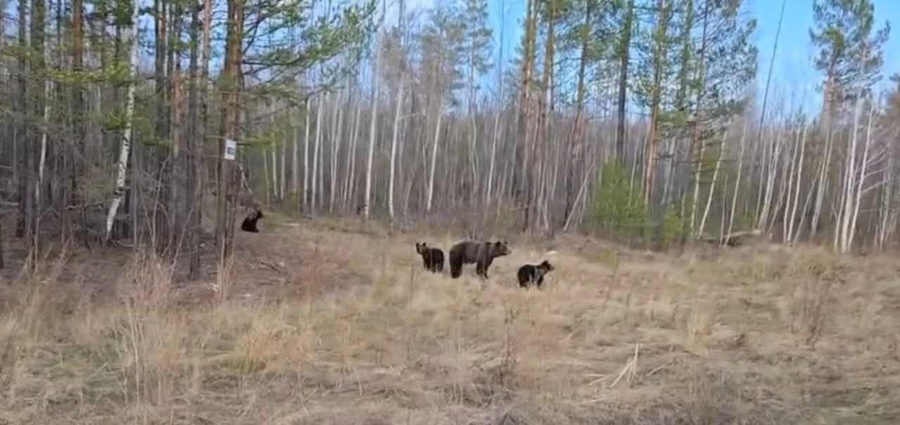 🐻В Иркутской области добыли 342 медведя, выходивших к людям