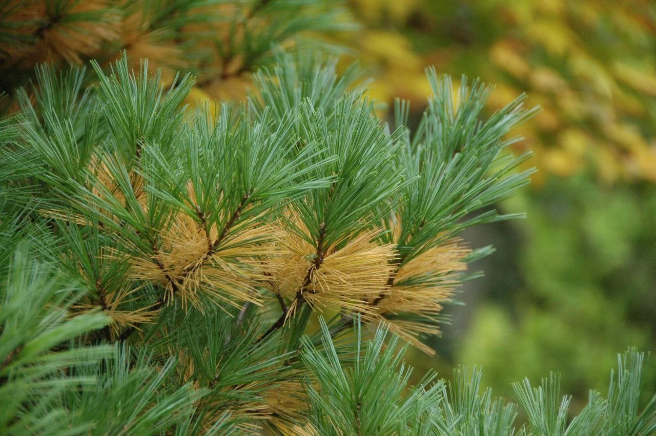 Осенний «хвоепад» 🌲