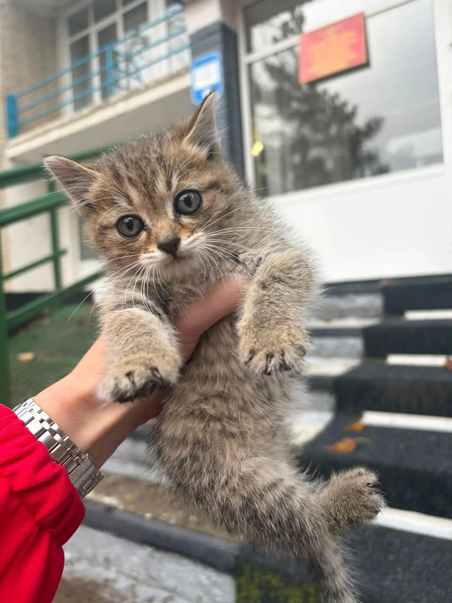Возьмите пожалуйста  ,в добрые руки маленького котенка .Живет на улице,совсем один .