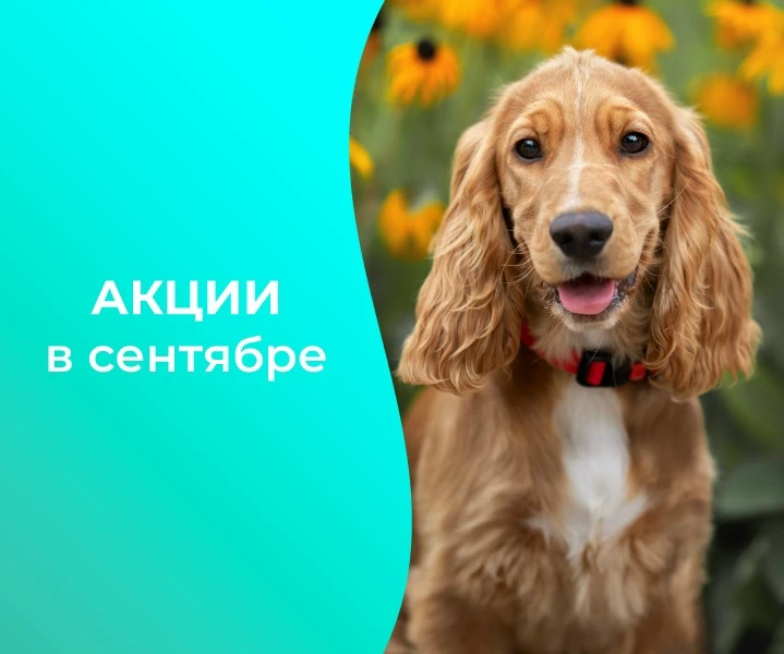 🍁 Выгодная осень с VEDA: скидки на самые нужные товары для здоровья и ухода!