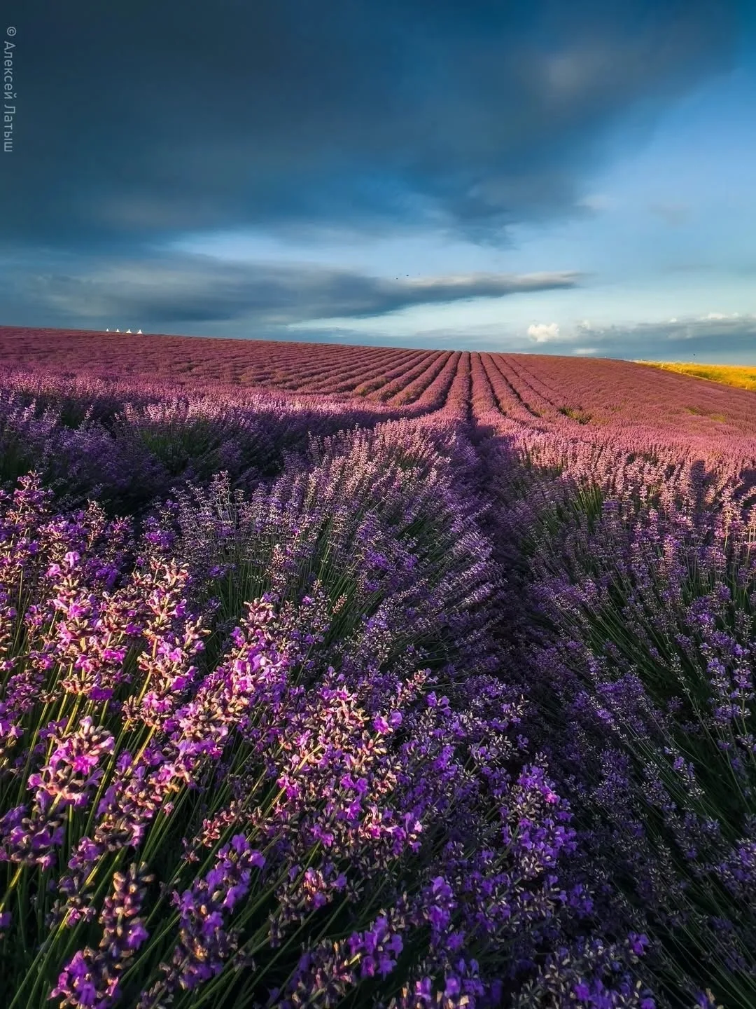 Лавандовые поля в Крыму 💜
