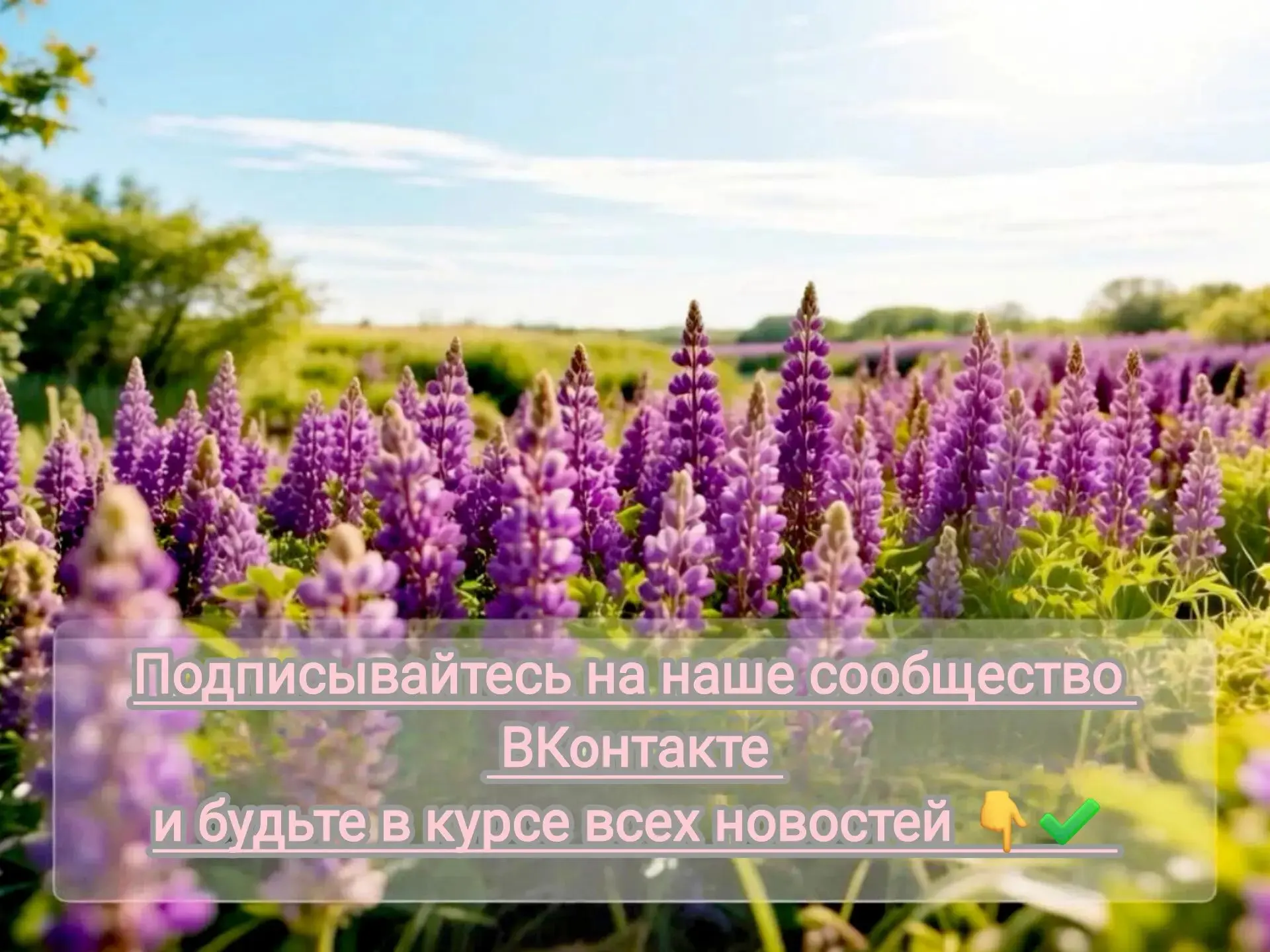 ✅https://vk.ru/dmsh2vil