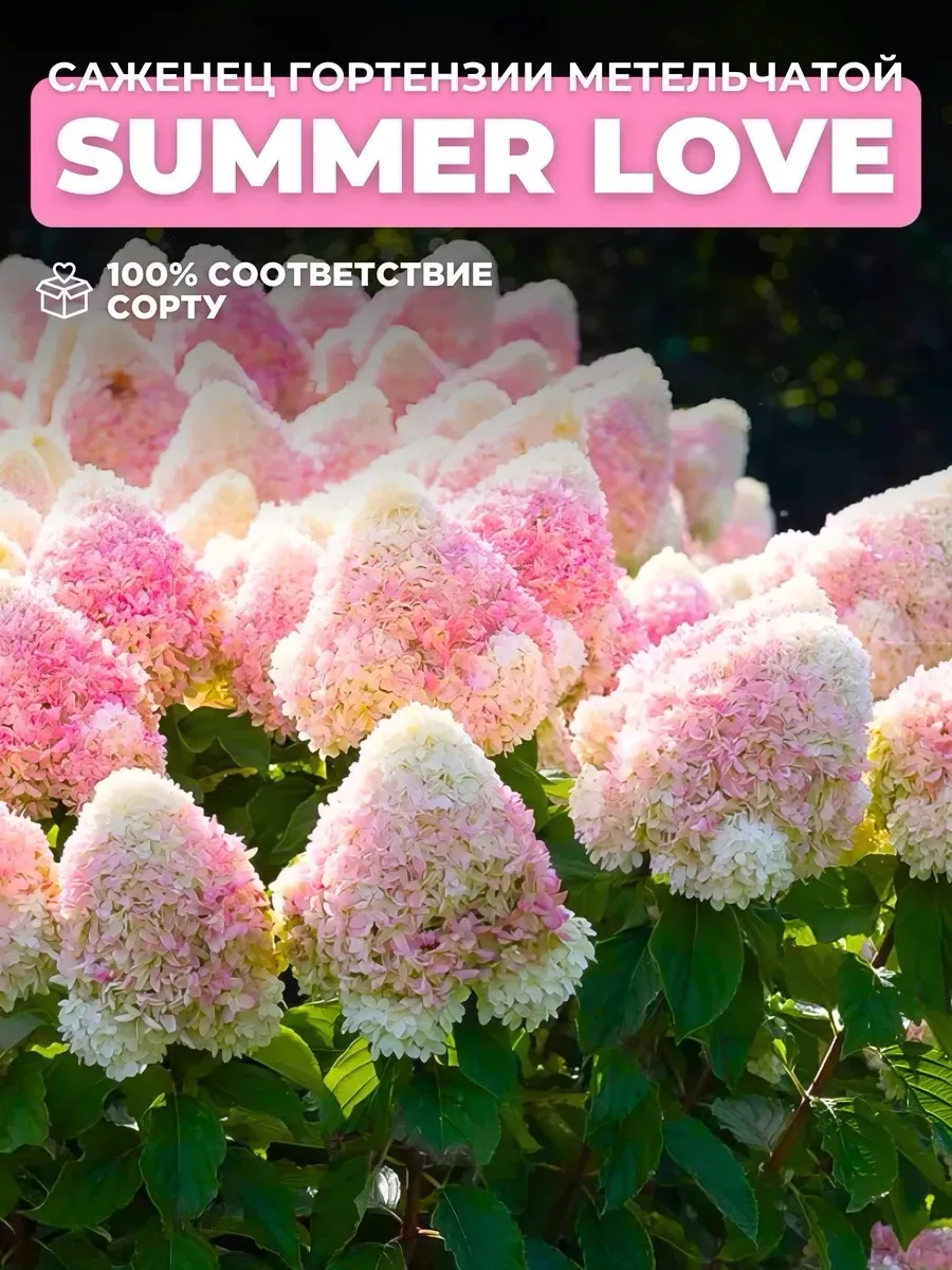 Летняя любовь❤️🌺