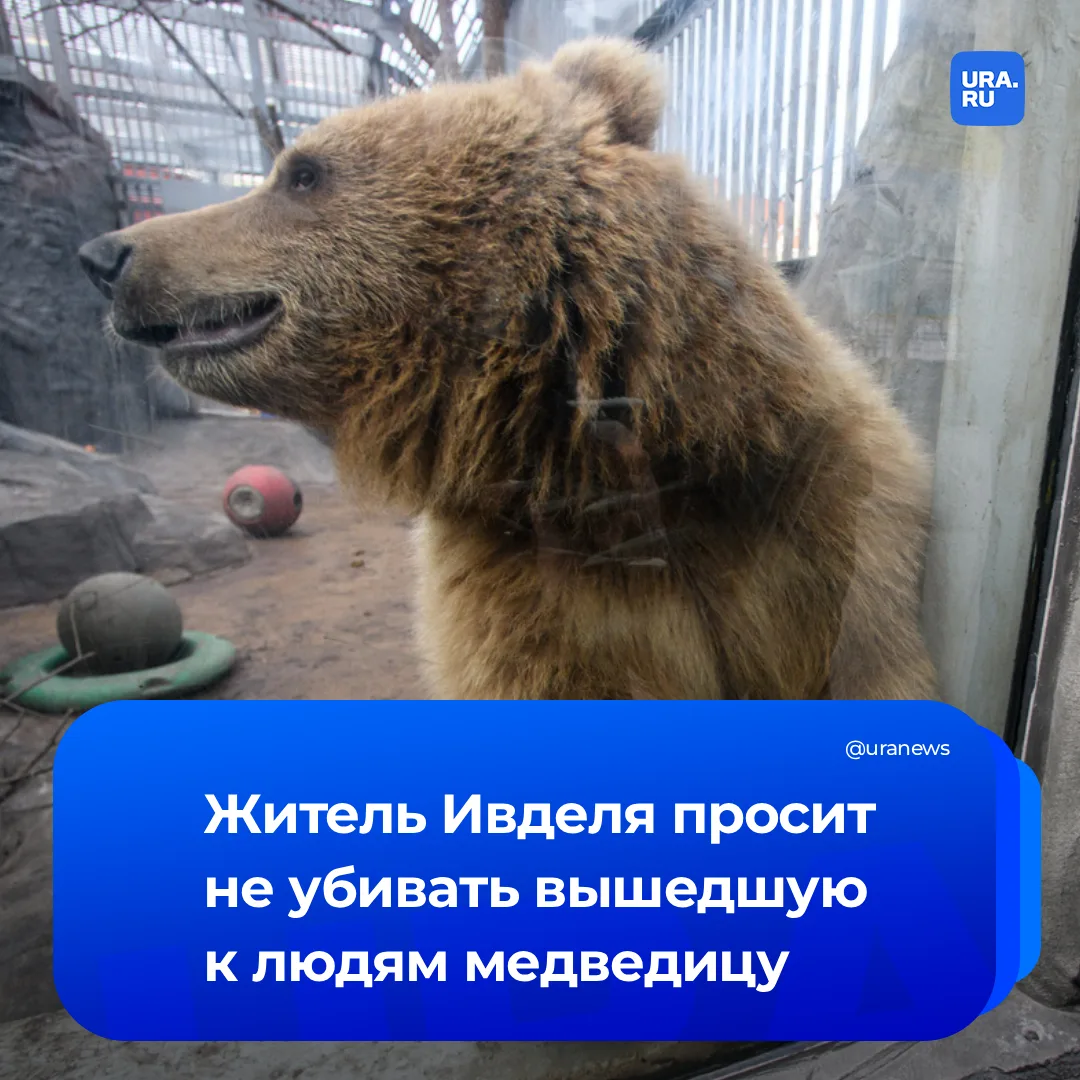Претензий к медведице не имеет: смельчак из Ивделя просит властей не убивать животное