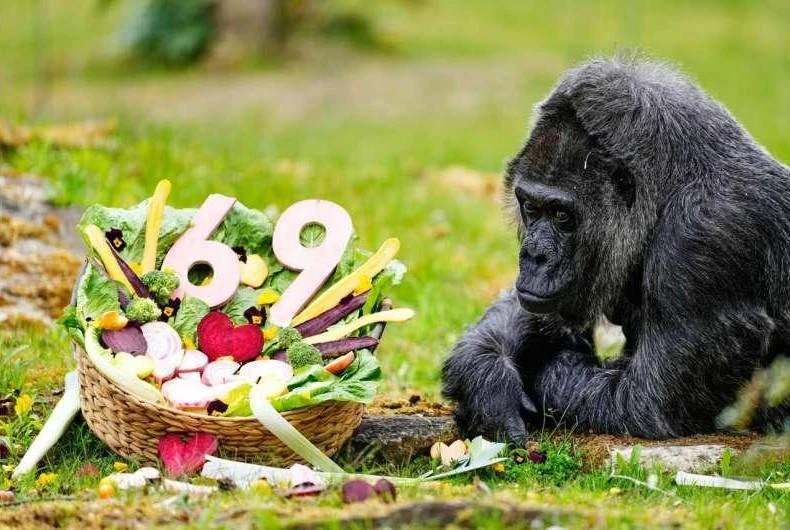 69-летняя обезьяна отпраздновала свой День рождения в Берлинском зоопарке 

Обезьяна по имени Фату -