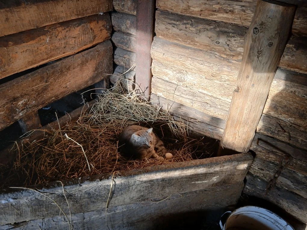🏡 Выезд на дом: а кот решил, что он — курица‑наседка! 🐣🐱Сегодня наши специалисты ТОГБУ «Староюрье