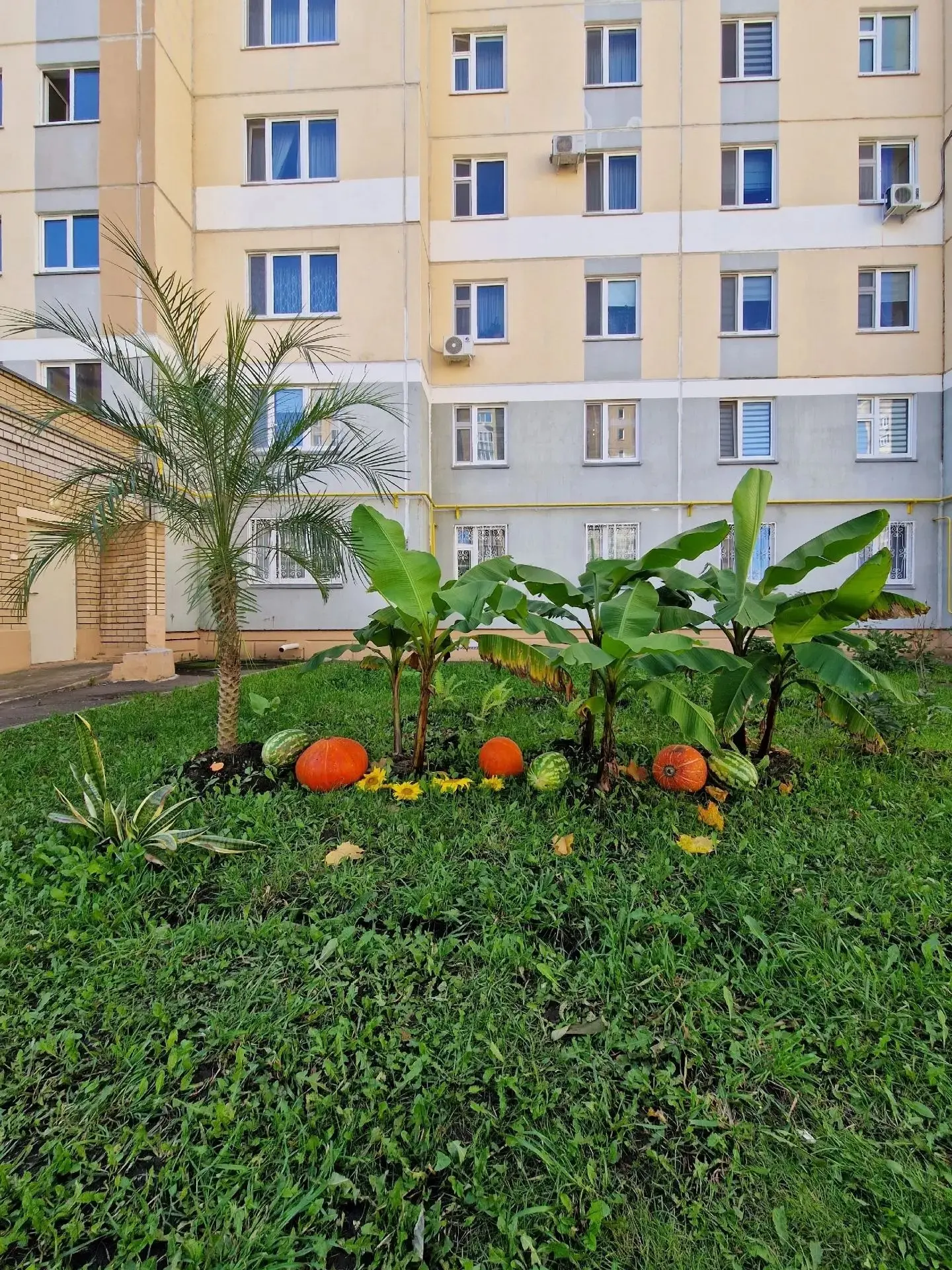 Осень — время урожая. Знаменитые табеевские пальмы дали плоды 🍉