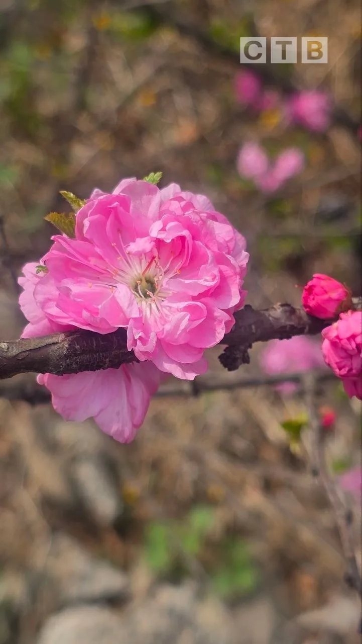 🌸Доброе утро, друзья!  ✨Встречаем новый день, очаровываясь красотами пробуждающейся природы в окрест