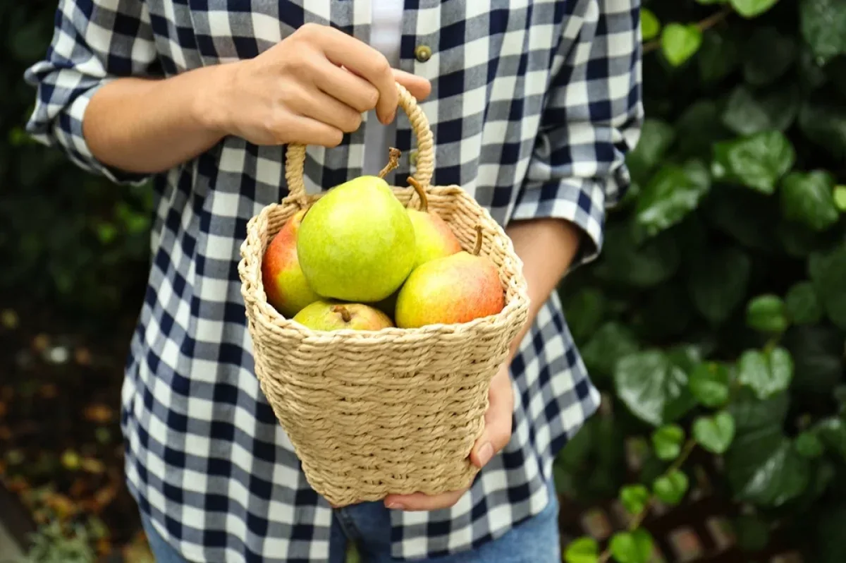 🍐 Чем полезна груша на самом деле

Сочная, спелая, сладкая. Груша менее популярна, чем яблоко, но н