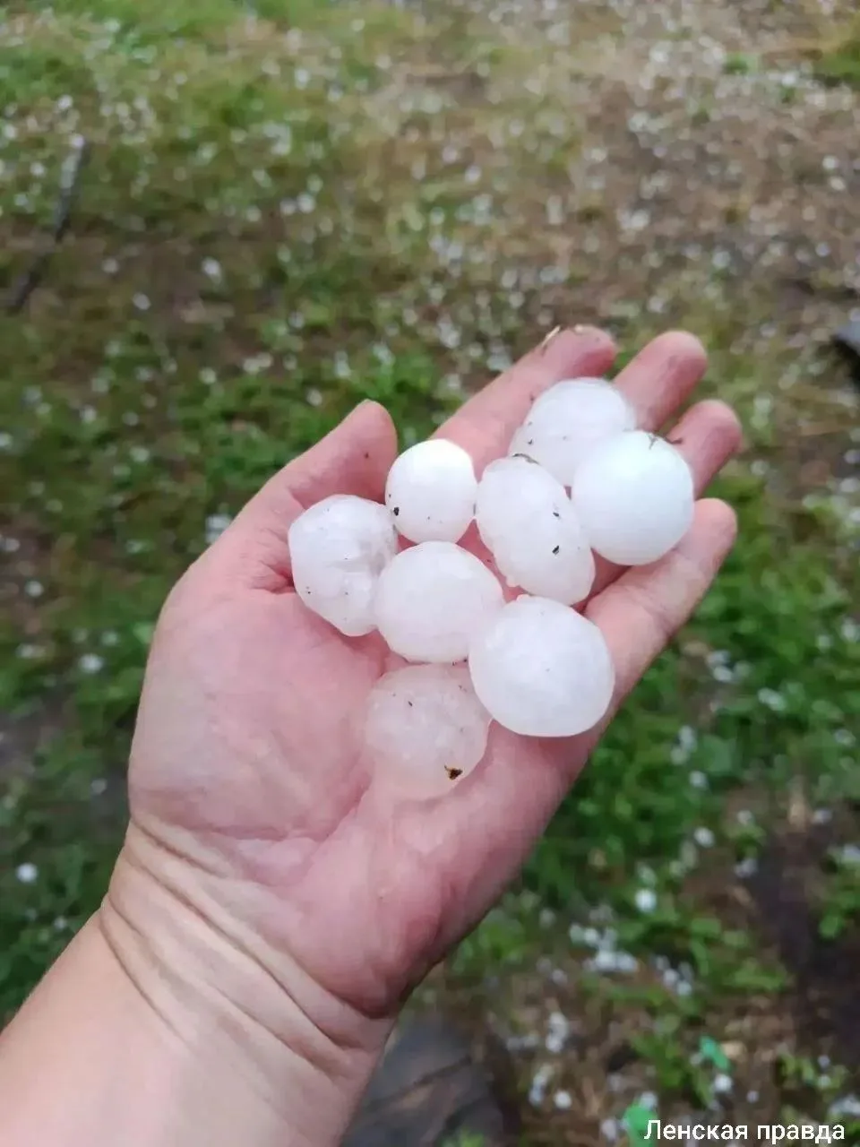 ⛈ Крупный град уничтожил урожай и побил скот в Качугском районе