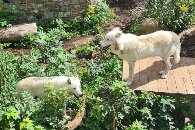 🐺 У Велеса и Весты началась новая глава
