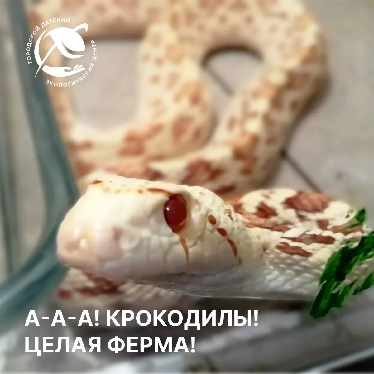 🟥 ВНИМАНИЕ! Информация не для слабонервных!

🐊 Сегодня ребята из лагеря Живая планета  посетили эк