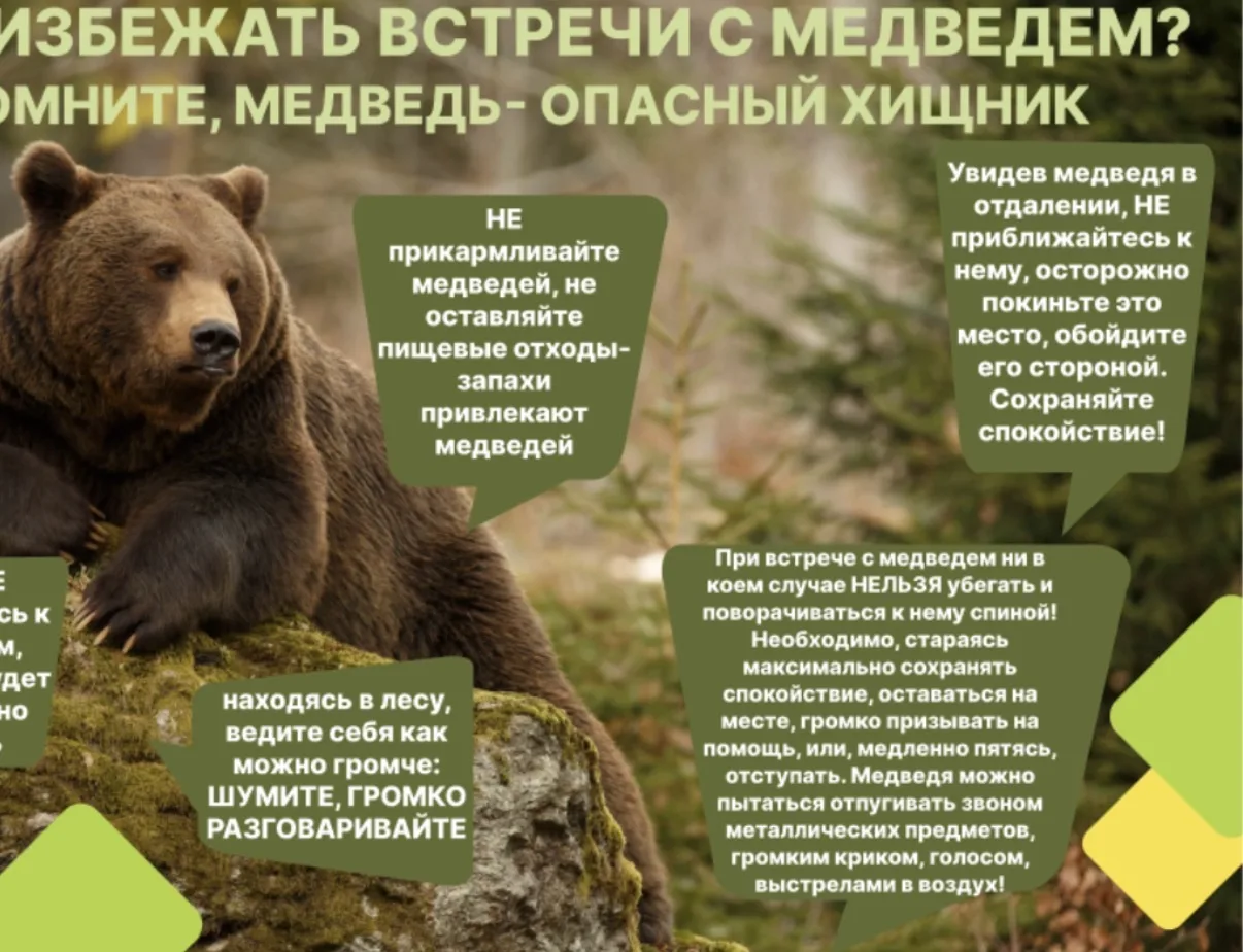 Уважаемые жители! В нашем округе участились случаи нахождения медведей на территориях л...