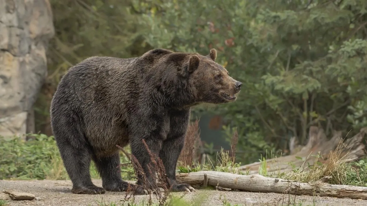🐻 Медведь подошёл к Новосибирску и оставил следы у посёлка