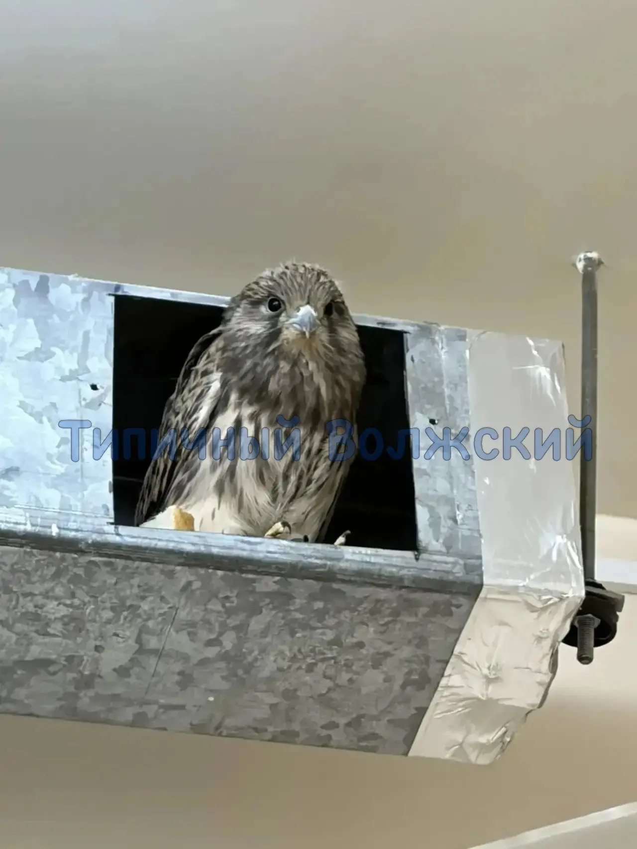 🦅 Спасение птенца пустельги в Волжском — настоящая история героизма!

Представьте, маленький птенец