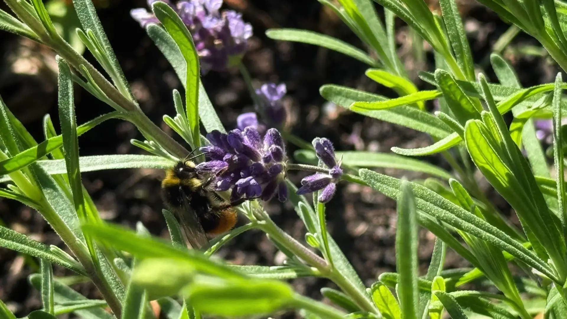 💜 Лаванда бывает разной: цветной и полезной