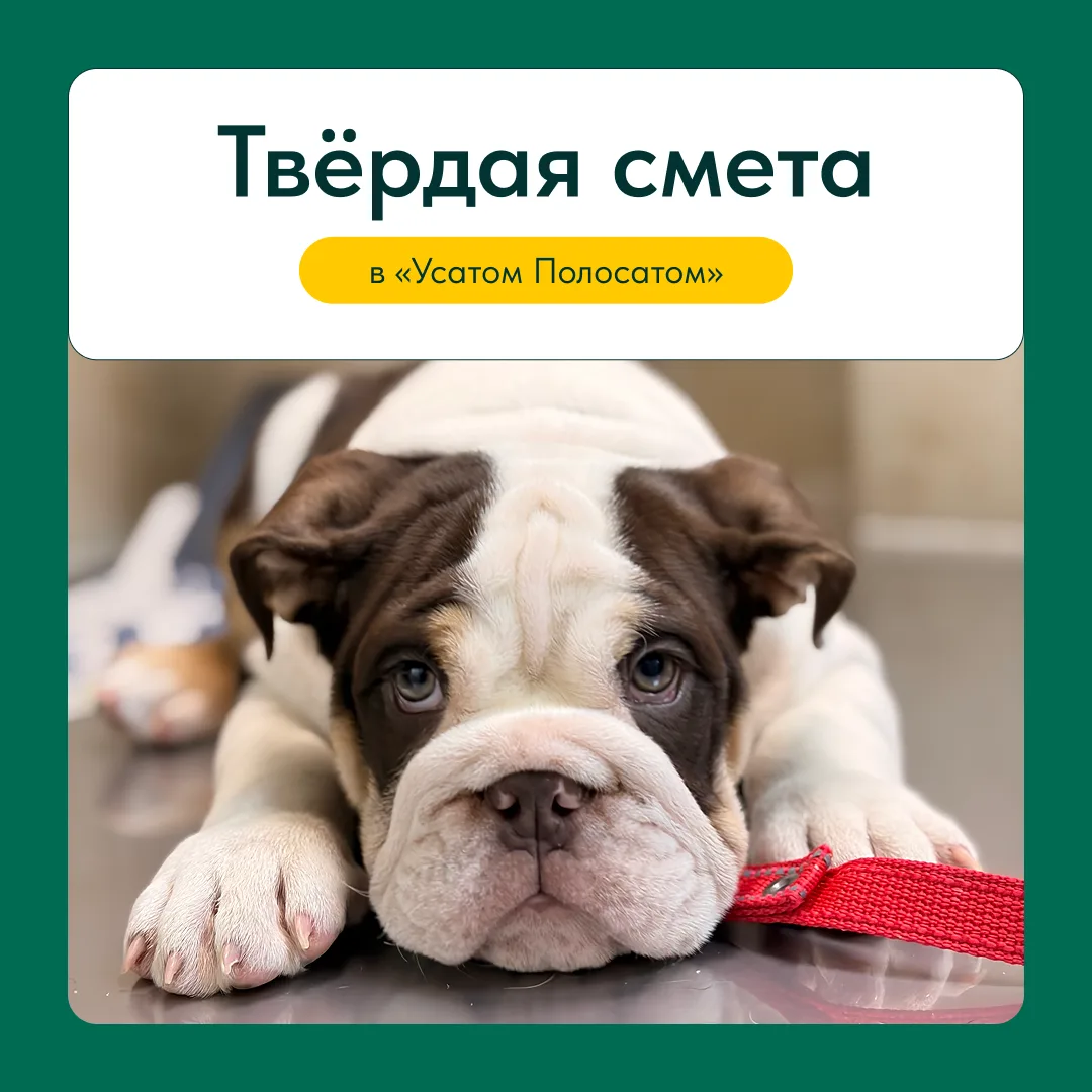 Самый страшный кошмар каждого владельца питомца, это не сам укол, а финальный чек у ветеринара. Когд